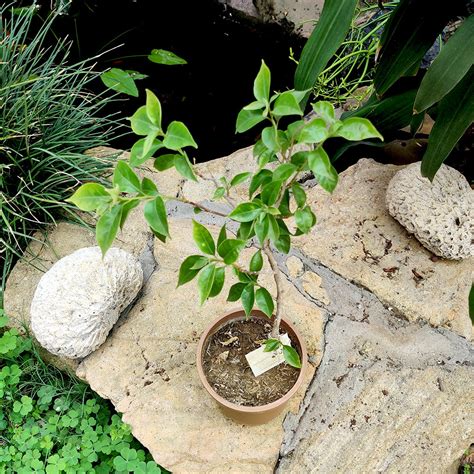 Bougainvillea La Jolla Plant