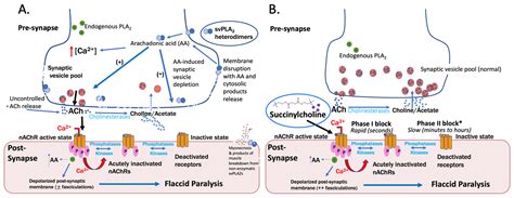 Neuromuscular Weakness and Paralysis Produced by Snakebite Envenoming: Mechanisms and Proposed ...
