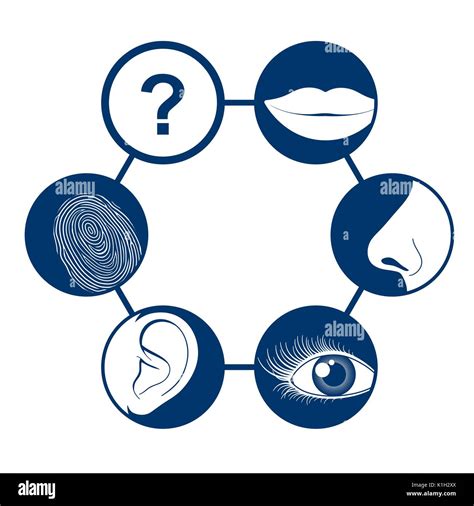 Five senses concept Stock Vector Images - Alamy