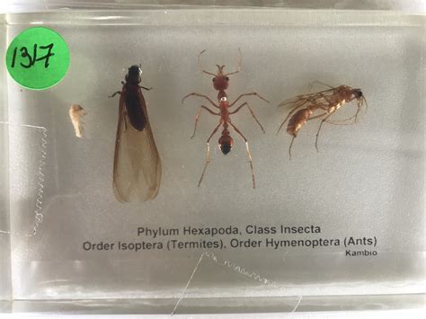 Queen Size Comparison Pavement Ants Tetramorium The Ants of Africa