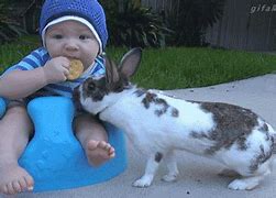 Image result for Cute Funny Bunnies in Spring