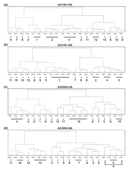 Sequence Matching between Hemagglutinin and Neuraminidase through ...