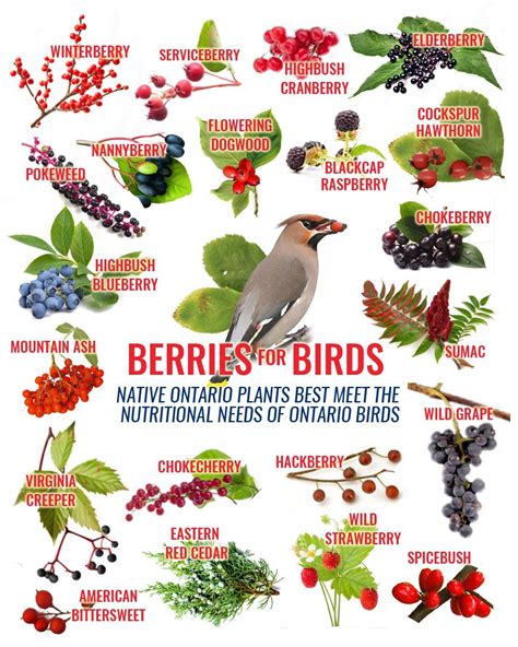 Native Plants and Berries for Ontario Birds