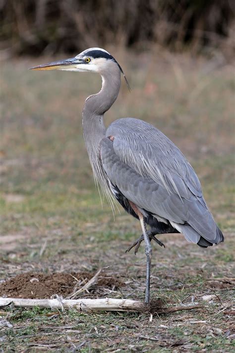 Nature's Archive Blog: Great Blue Heron - Land Feeding