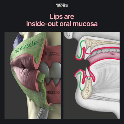 Anatomy For Sculptors - Lips are inside-out oral mucosa