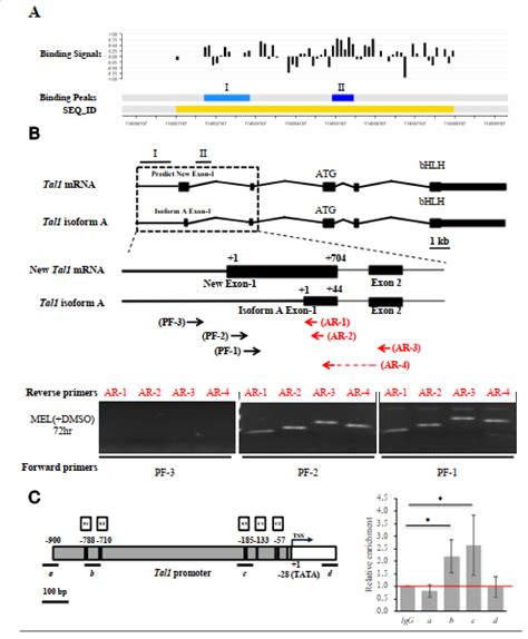 A Positive Regulatory Feedback Loop between EKLF/KLF1 and TAL1/SCL ...