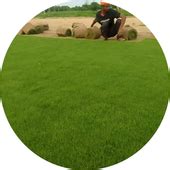 Bagwani Nursery- The Largest Wholesale Nursery Plant Exporter in India