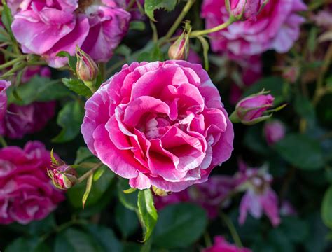 Grandiflora Roses: One of the Hot Garden Flowers to Use in Landscape Design