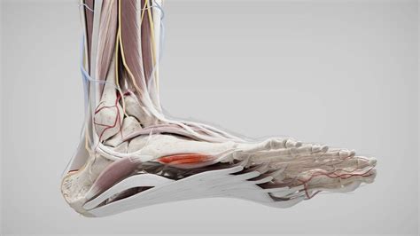 Musculus opponens digiti minimi pedis - DocCheck