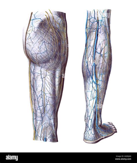Anatomy of the superficial vessels and nerves of the gluteal region (buttock), thigh and leg ...