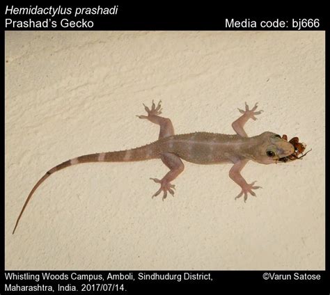 Hemidactylus prashadi Smith, 1935 - Prashad’s Gecko | Reptiles