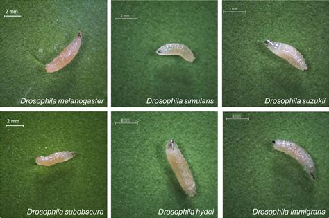 Fruit Fly Larvae Stages