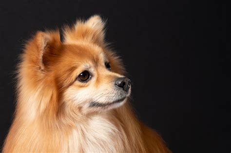 Pomeranian: Care Tips, Costs, Temperament, and Lifespan - A-Z Animals