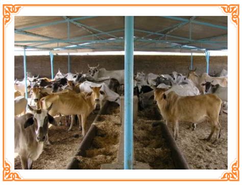 Gallery - Radha Madhav Sewa Kunj(+91 93175-50543)