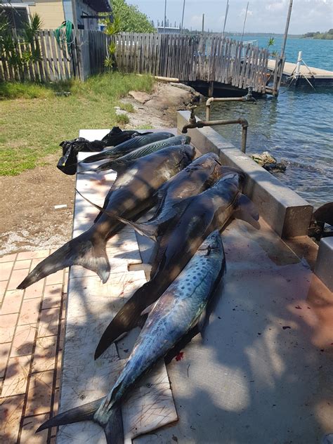 Cobia, spotty mackerel and mack tuna. Not a bad 4 hours on the Gold ...