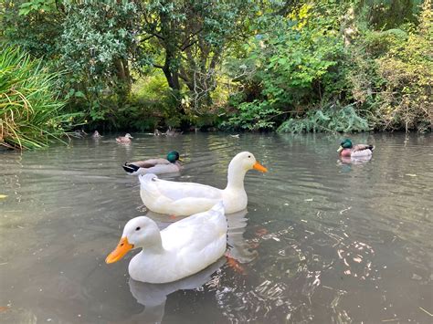 Complete Guide to Duck Ponds -Build, Maintain and Safe Water - ProtoPond