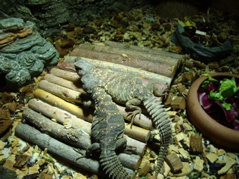 Reptilien Kleinanzeigen | Reptilien Annoncen | Reptilien Inserate ...