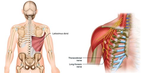 Thoracodorsal Nerve Injury: Symptoms, Anatomy, and Treatment - El Paso, TX Health Coach Clinic