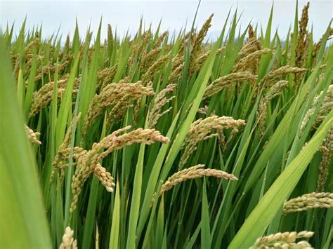 水稻的亩产是多少-百度经验