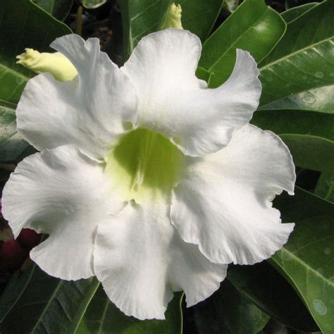 Adenium White - Flowering Plants | Exotic Flora