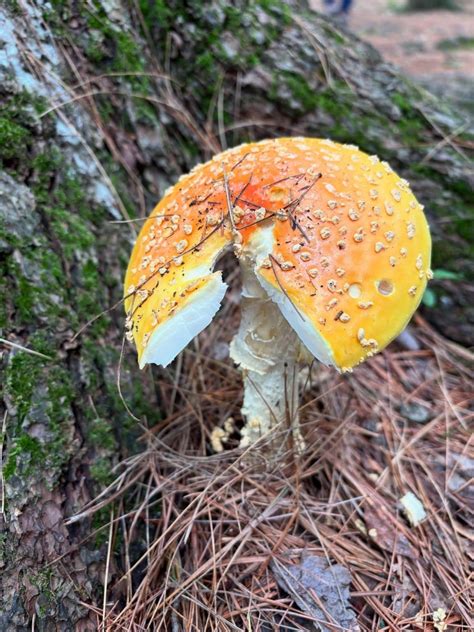 Amanita chrysoblema - American Fly Agaric - Eat The Planet