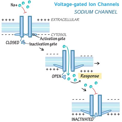 Voltage Gated Channels Neuronal localization of some relevant voltage ...