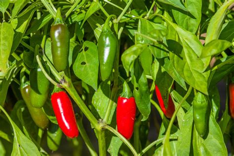 Important Tips For Growing Jalapeños