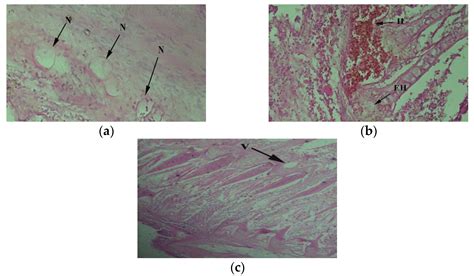 Detecting Aquatic Pollution Using Histological Investigations of the ...