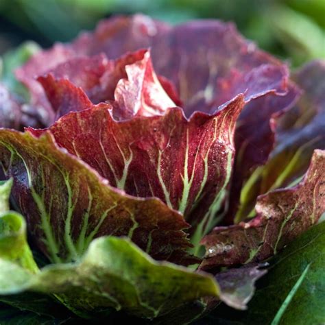 15 Tasty Red Vegetables You Should Eat Regularly