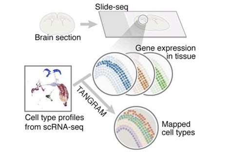 Spatial Transcriptome Mouse Brain Development 的图像结果