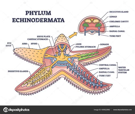 Phylum Echinodermata Starfish Anatomy Inner Structure Outline Diagram ...