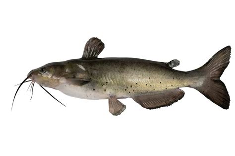 Giant Channel Catfish