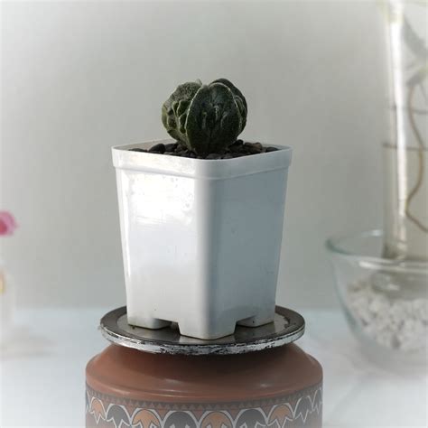 Astrophytum myriostigma cv Fukuryu 3_INCHS_QUARE_POT WITHOUT_POT ...