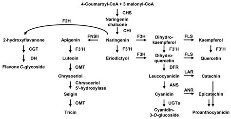 Molecular and Biochemical Analysis of Two Rice Flavonoid 3’-Hydroxylase ...