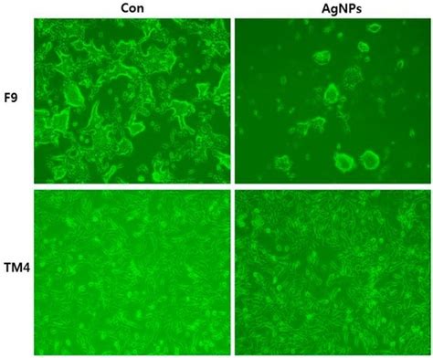 Silver Nanoparticle-Mediated Cellular Responses in Various Cell Lines ...