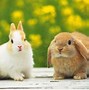 Image result for Fluffy Bunnies Free to Use Images