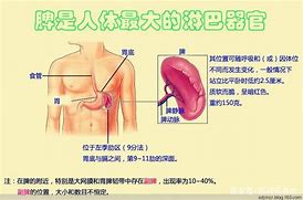 Image result for 脾胃