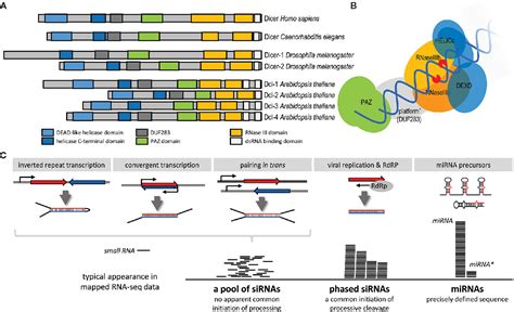 RNA Interference Diagram 的图像结果