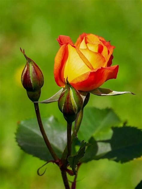 বসন্তে বাড়ির বাগান ভরবে থোকা থোকা গোলাপে, চাষের টিপস দিলেন গাছের ...