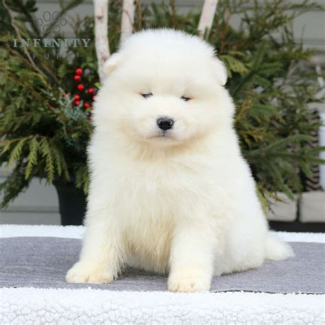 Siberian Samoyed Mix Dogs