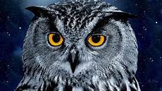 Wallpaper Owl Images by Free 20 Owl Wallpapers In Psd Vector Eps Wallpaper Owl Images