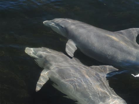 SWIM WITH MANATEES (2026) All You Need to Know BEFORE You Go (with ...