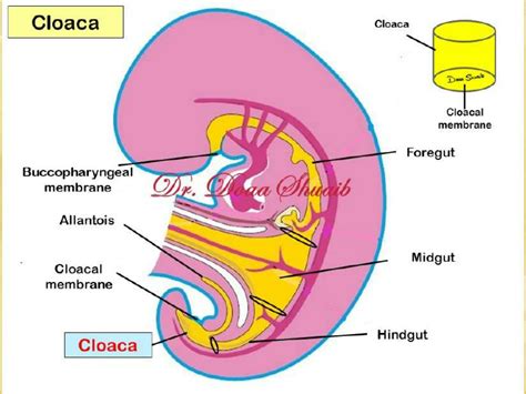 SOLUTION: Development of urinary bladder anatomy of urinary bladder relations superior surface ...