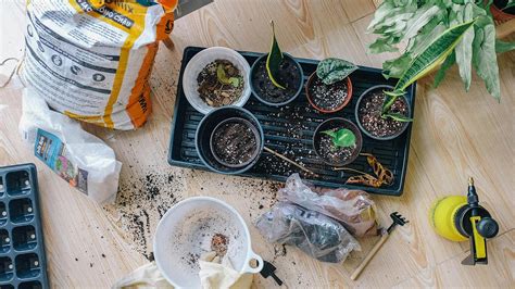 10 Essential Tips For Thriving As A First-Time Plant Parent