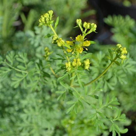 Ruta graveolens 'Rue' | Buy Herb Plants