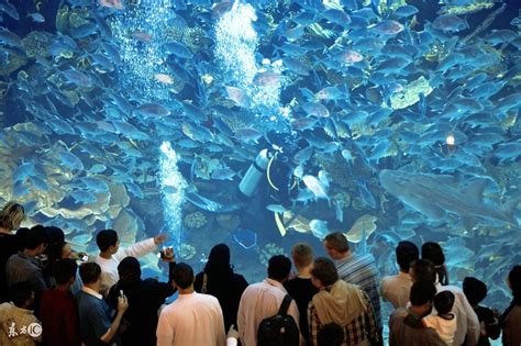 2023京都水族馆游玩攻略,我本来觉得一个内陆城市的水...【去哪儿攻略】