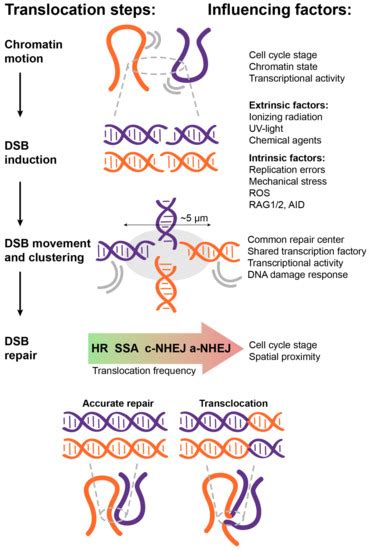 Factors That Affect the Formation of Chromosomal Translocations in Cells