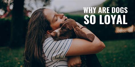 Are Dogs Actually Loyal