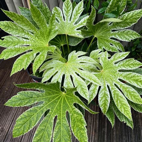 Fatsia japonica 'Spider Web' (Pot Size 10L) Japanese Aralia Caster Oil ...
