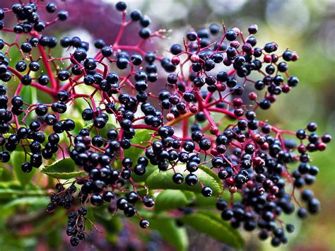 Black Elderberry Syrup | Life Hues